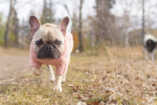 Pretty french bulldog wearing a pink sweater walking towards camera lens stock photo