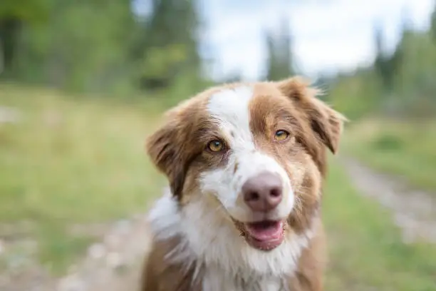 Happy healthy dog being obedient and looking at camera while out on a hiking adventure outdoors in beautiful settings