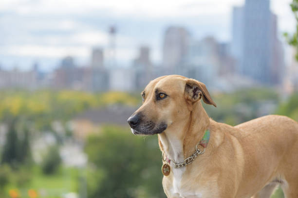Soulful rescue dog wearing collar and tags with urban cityscape in background stock photo