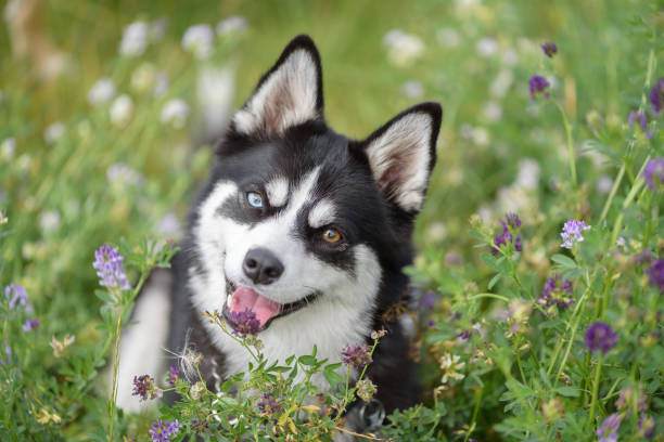 Minin husky with 2 different coloured eyes smiling with tongue out in wildflowers stock photo