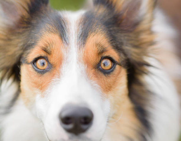 Closeup of dog with soulful eyes stock photo