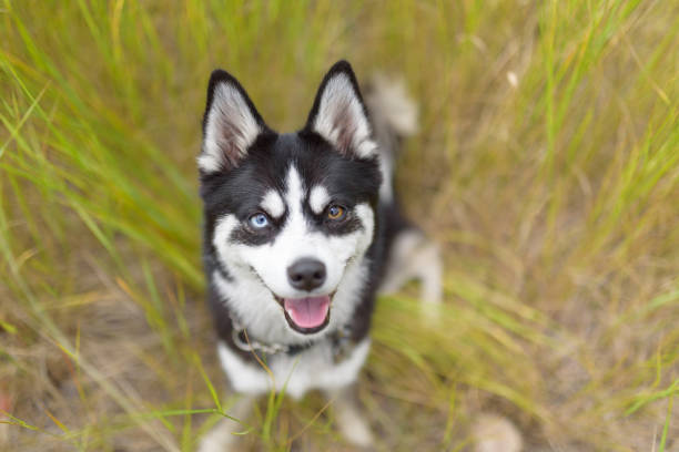 Minin husky with 2 different coloured eyes smiling with tongue out in wildflowers stock photo