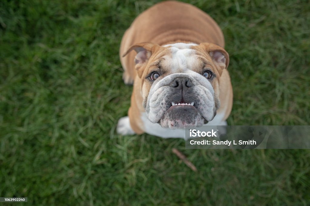 Bulldog looking up at camera Cute young bulldog with underbite looking happily up towards owner while sitting obediently in the grass Bulldog Stock Photo