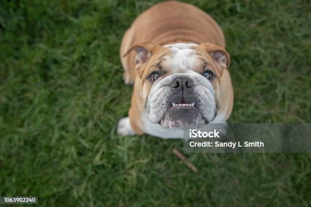 Bulldog Looking Up At Camera Stock Photo - Download Image Now - Bulldog, Outdoors, Animal