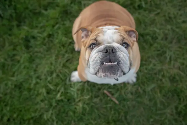Cute young bulldog with underbite looking happily up towards owner while sitting obediently in the grass
