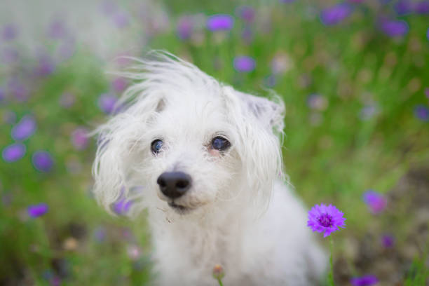 Cute dog looking at camera in a flower garden stock photo
