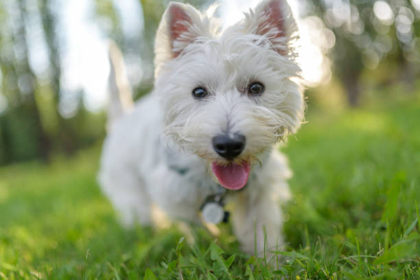 istock West highland terrier with tongue out walking towards camera down low 1063902292