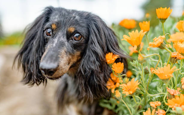 Cute dog looking at camera in a flower garden stock photo