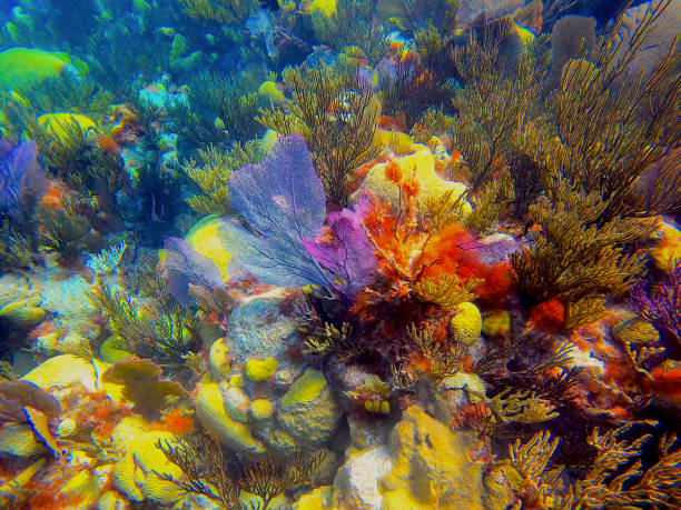 Blue Hole Reef stock photo