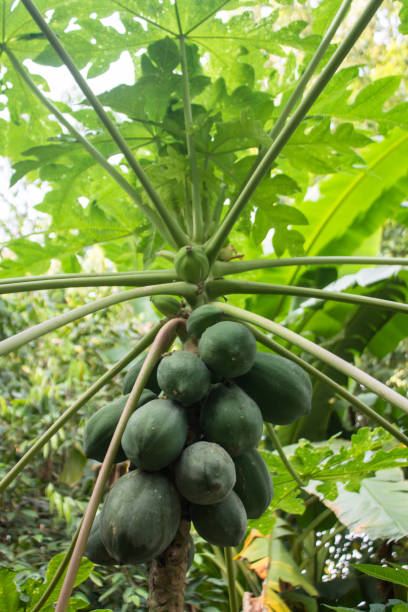 Papaya tree with fruits.
