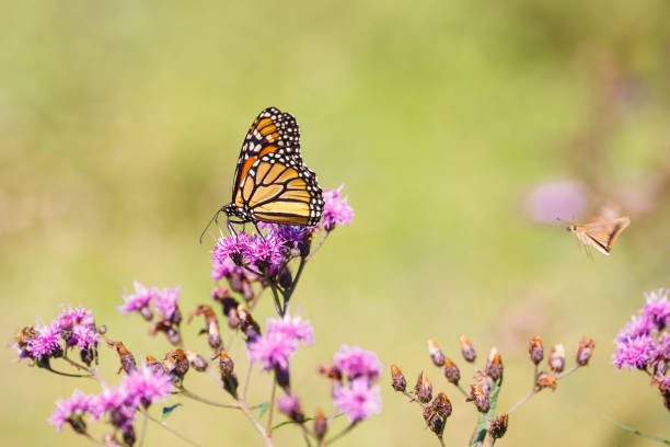 istock Monarch Butterfly On Purple Ironweed Flower 1063902966