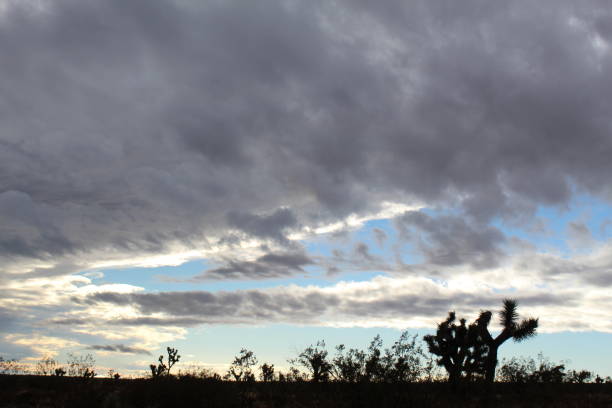 istock SUNRISE SILHOUETTE JOSHUA TREE NATIONAL PARK 101418 1063902990