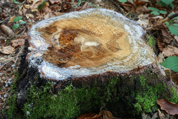 istock Old rotten tree stump with moss and rings on it 1063904964