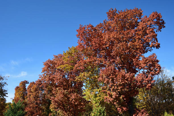 istock Autumn colors in the park 1063905074