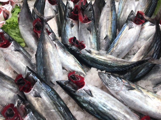 istock Fresh bonito for sale 1063905152