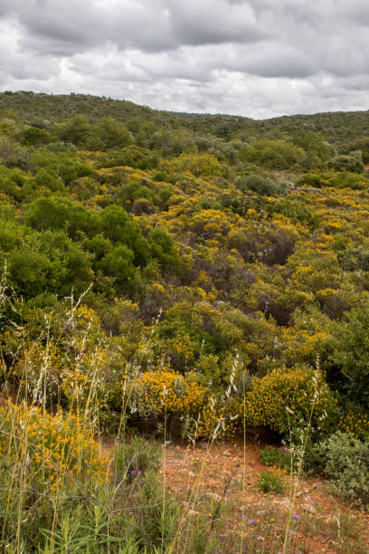 istock beautiful countryside vegetation 1063908918