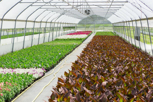istock Modern greenhouses for growing flowers. 1063915366