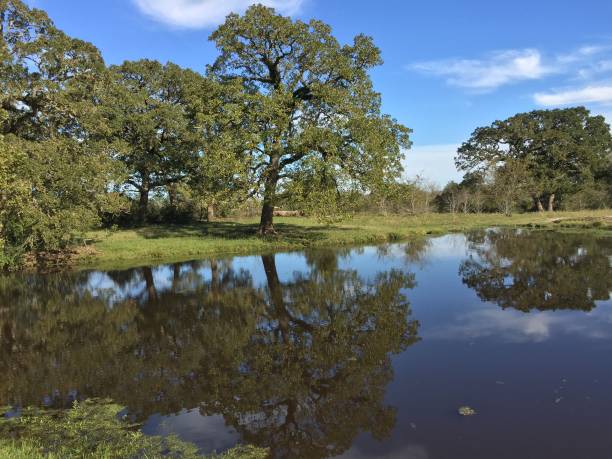 istock Glover Ranch, Madisonville, TX 1063922464