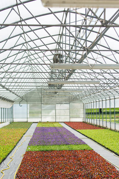 istock Modern greenhouses for growing flowers. 1063923060