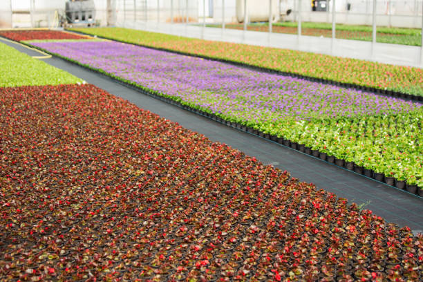 istock Modern greenhouses for growing flowers. 1063924638