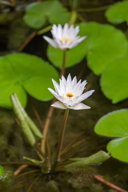 istock Water lily flowers on ponds 1063926532
