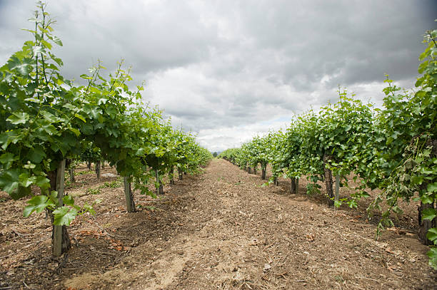 Grape Vines in California Wine Country stock photo