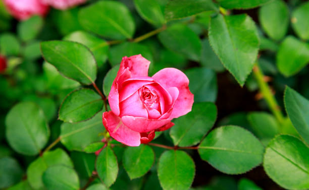 istock Beautiful pink rose surrounded by greenery. Blooming flower on blurred green background. Summer garden. 1063928110