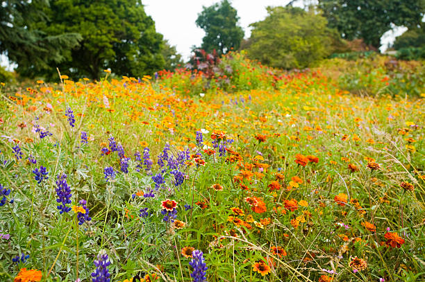 A meadow of variously colored wildflowers stock photo