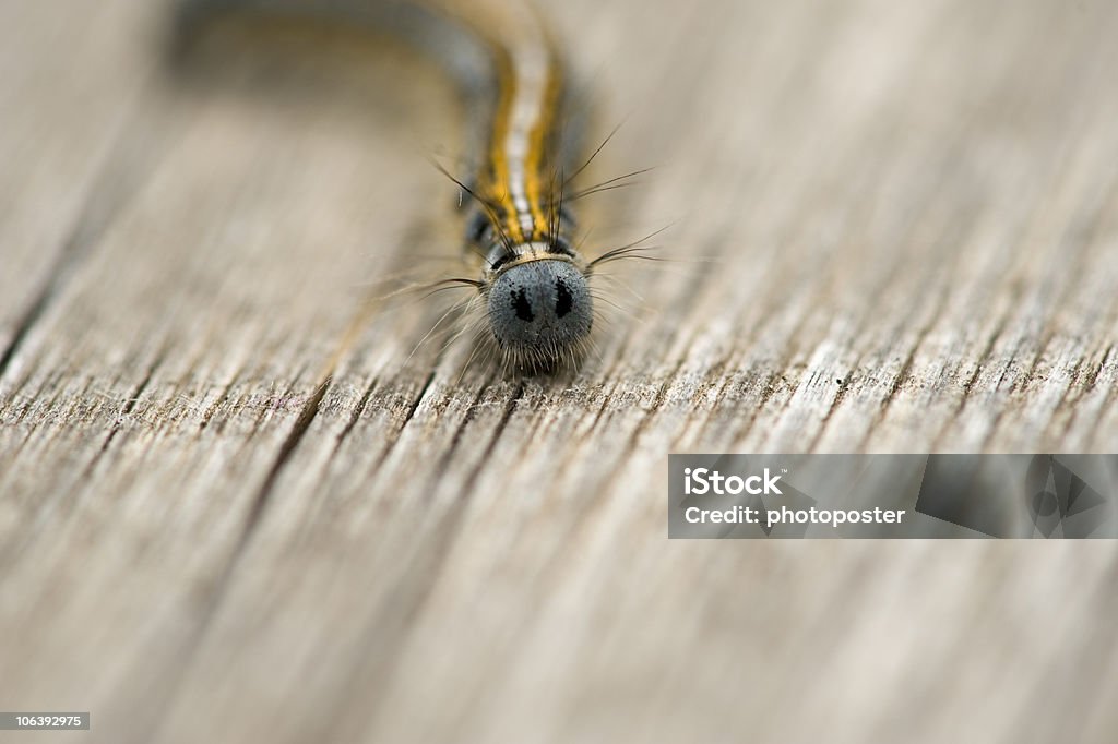 canker  Animal Antenna Stock Photo