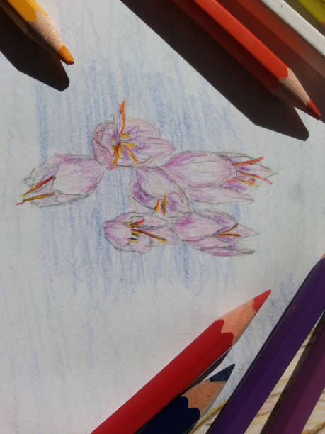 istock drawing of dry paint saffron flower 1063929812
