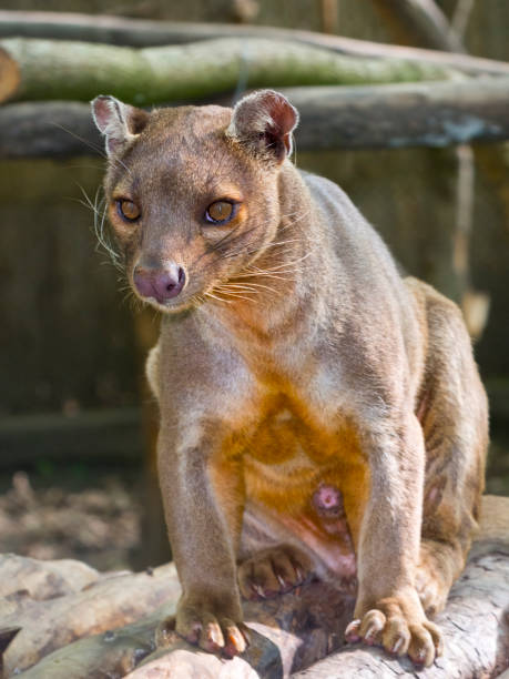 istock The Malagasy Fossa 1063929864