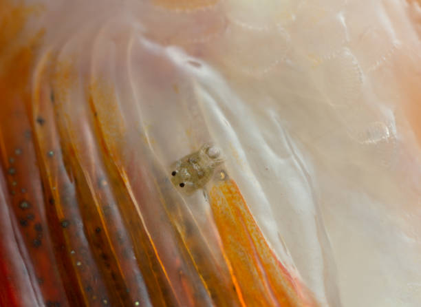 Argulus 1,800+ Fish Parasite Stock Photos, Pictures & Royalty-Free Images - iStock