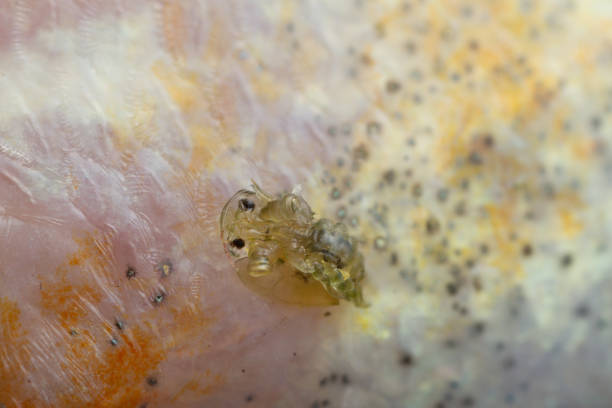 Common fish louse, Argulus foliaceus on perch photographed with high magnifcation.