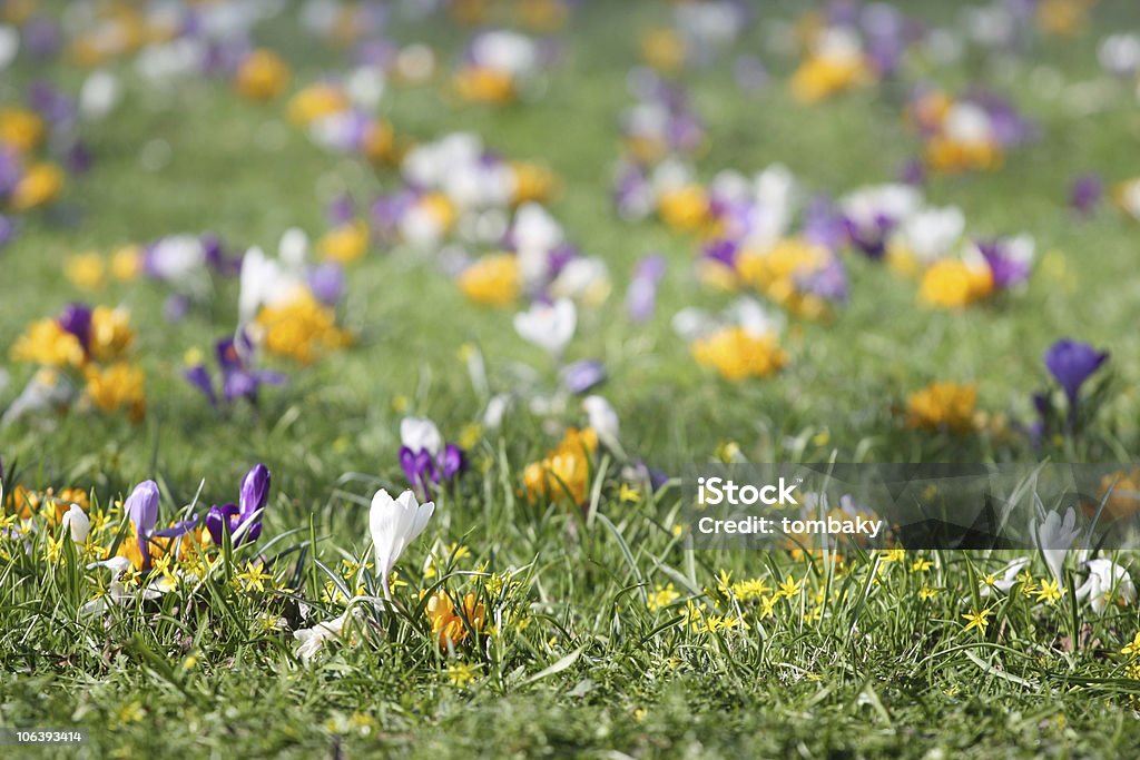 春の芝生、クロッカス - アウトフォーカスのロイヤリティフリーストックフォト