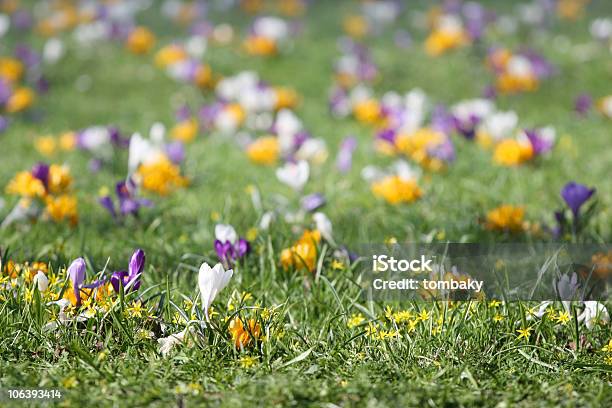 春の芝生クロッカス - アウトフォーカスのストックフォトや画像を多数ご用意 - アウトフォーカス, カラー画像, クロッカス