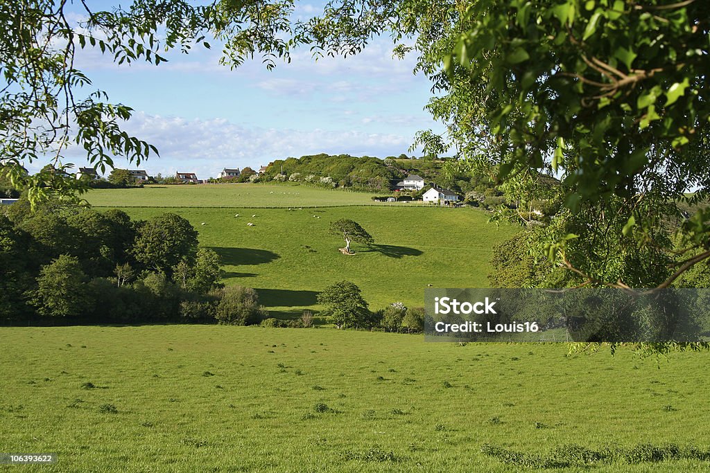 welsh natureza - Royalty-free Agricultura Foto de stock