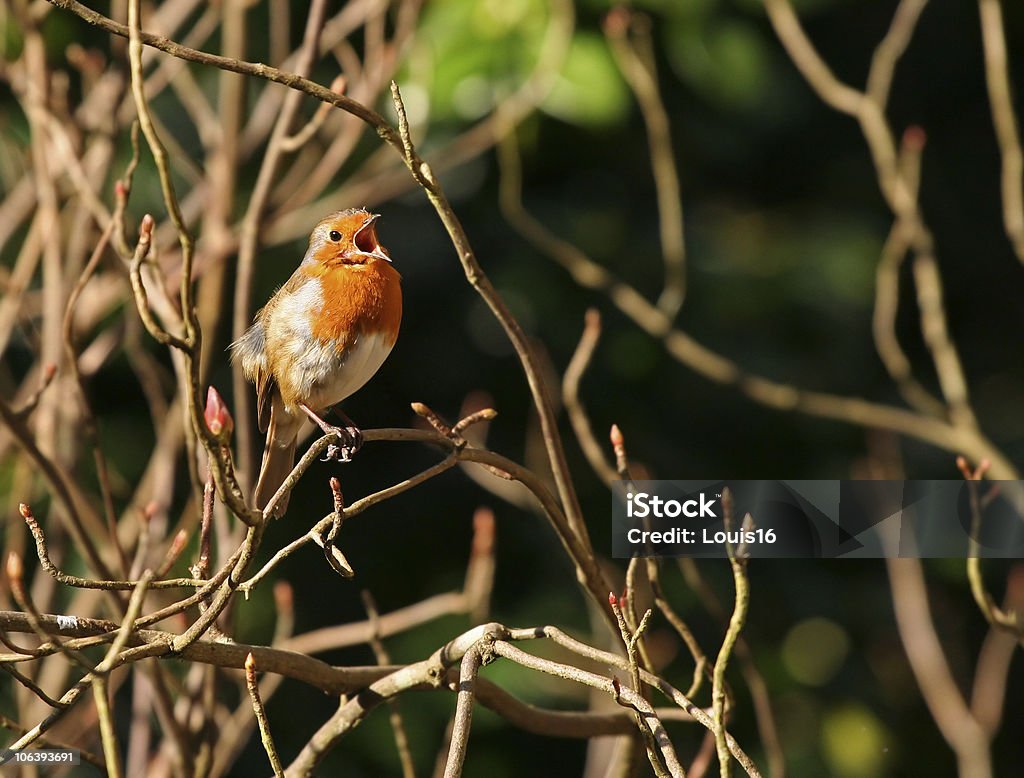 mmmmmmmmmm robin - Foto stock royalty-free di Aperto