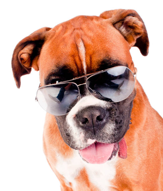 istock Boxer Dog with Sunglasses 106393800