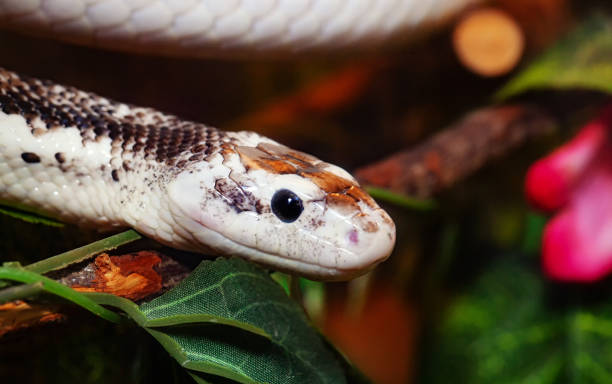 istock Pantherophis Obsoleta or Rat Snake 1063938240