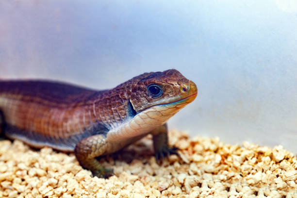 istock Gerrhosaurus major or Sudan plated lizard 1063938256