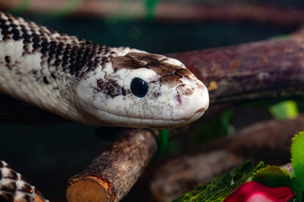 istock Pantherophis Obsoleta or Rat Snake 1063938672