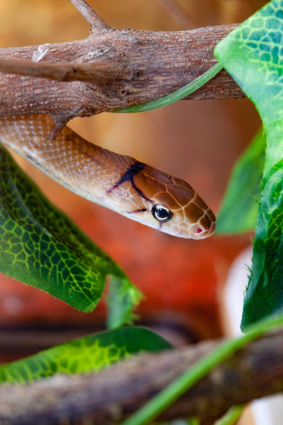 istock Indonesian jewelry snake or Coelognathus subradiatus. 1063938754