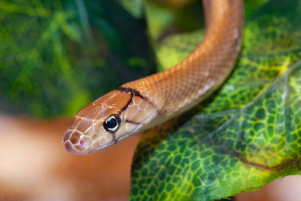 istock Indonesian jewelry snake or Coelognathus subradiatus. 1063938762