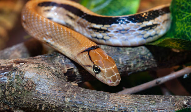 istock Indonesian jewelry snake or Coelognathus subradiatus. 1063938794