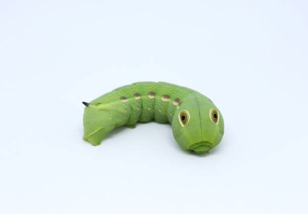 Cabbage looper green caterpillar on a cedar branch