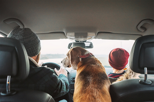 Father with son and beagle dog traveling together by auto rear seats wide angle shoot