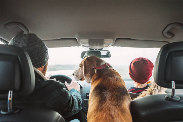 Father with son and beagle dog traveling together by auto rear seats wide angle shoot Father with son and beagle dog traveling together by auto rear seats wide angle shoot animal related occupation photos stock pictures, royalty-free photos & images