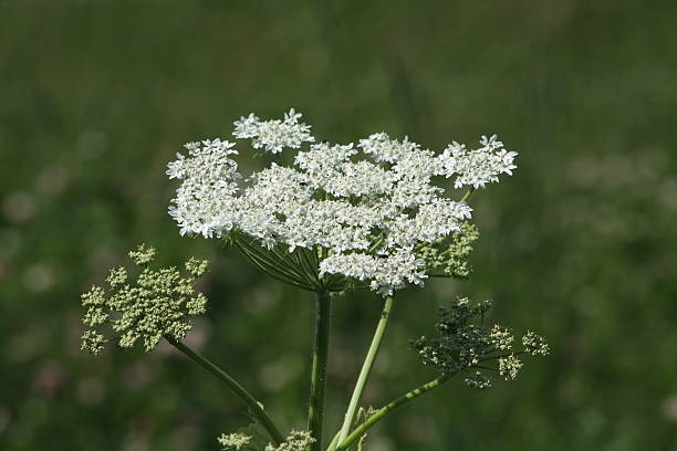 istock Queen Anne's Lace Wildflower 106394342