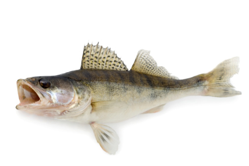 Walleye isolated over white background