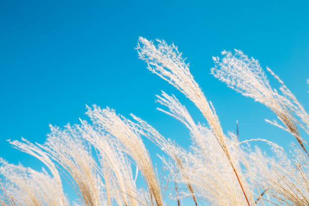 istock Under blue sky autumn dry reeds blowing in the wind 1063944634